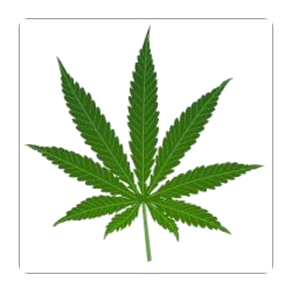 Listen latest popular Reggae genre(s) with radio Ambiance Reggae on :app_name.